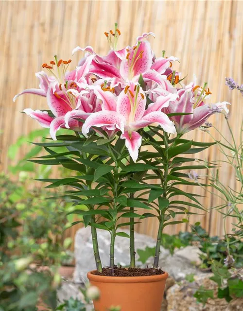 Lilium Oriental