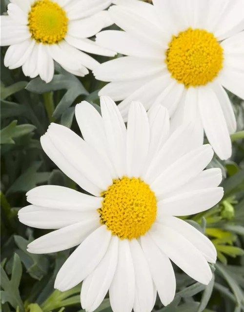 Argyranthemum frutescens, weiß