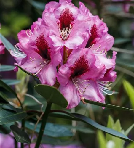 INKARHO® Rhododendron