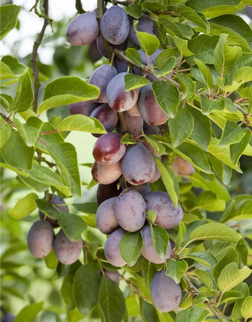 Prunus domestica subsp. domestica