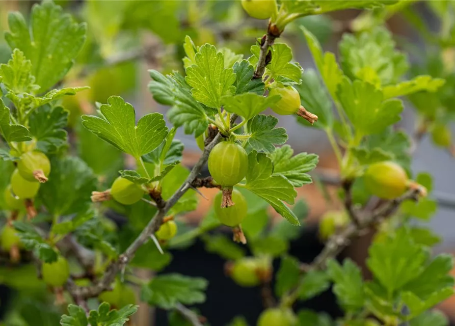 Ribes uva-crispa 'Hinnonmäki'
