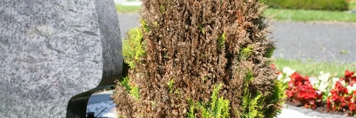 Absterbeerscheinungen an Scheinzypresse