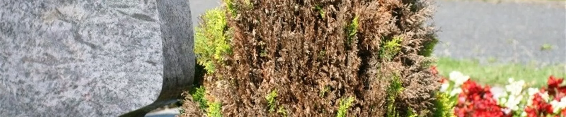 Absterbeerscheinungen an Scheinzypresse