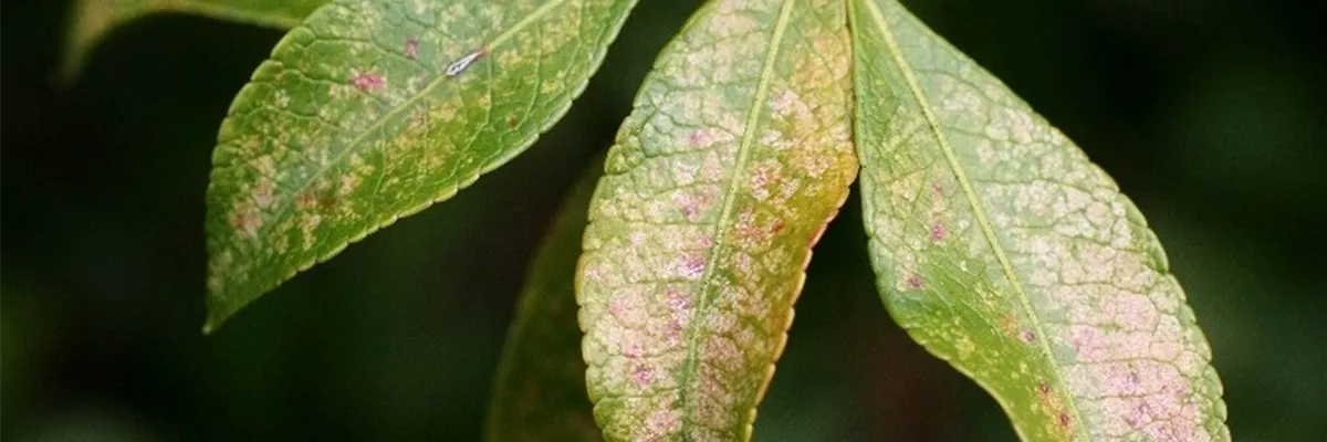 Schadbild Hautwanze an Lavendelheide