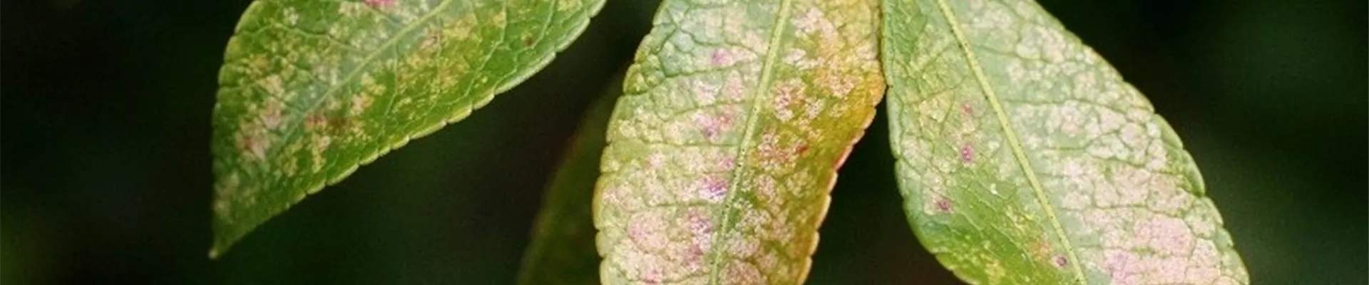 Schadbild Hautwanze an Lavendelheide