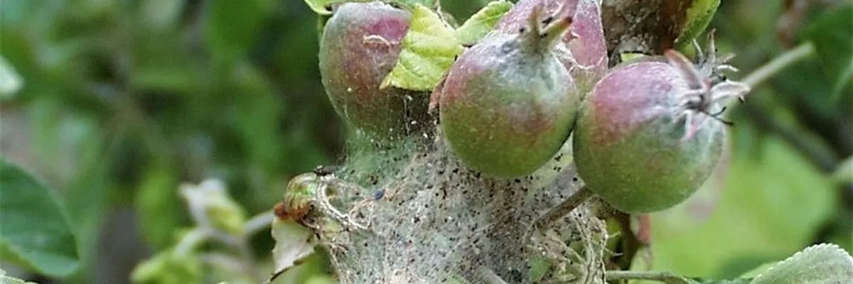 Gespinstmotte an Apfel