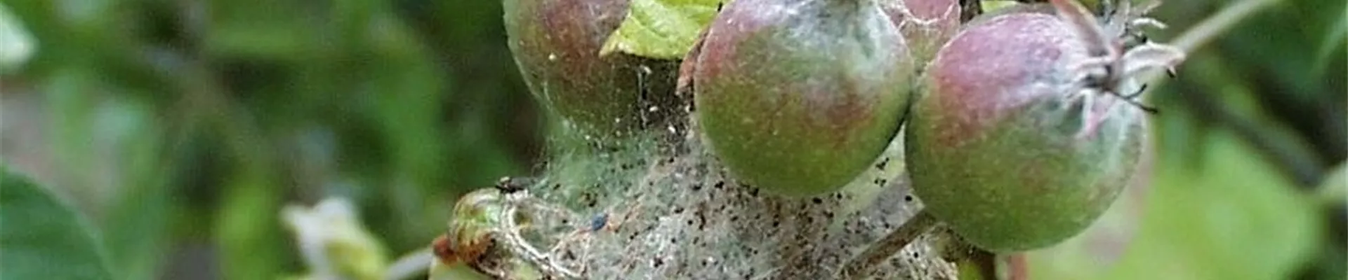 Gespinstmotte an Apfel