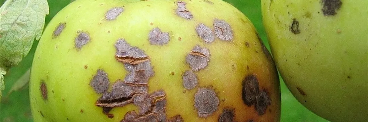 Apfelschorf Fruchtschaden