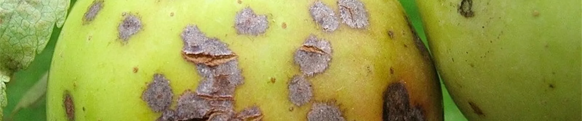 Apfelschorf Fruchtschaden