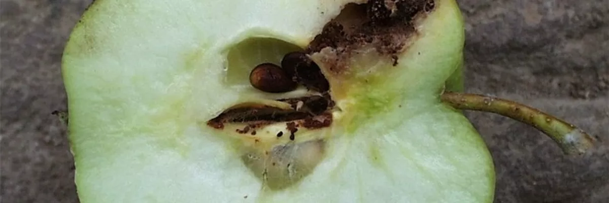 Apfelwickler Fraßschaden an Frucht