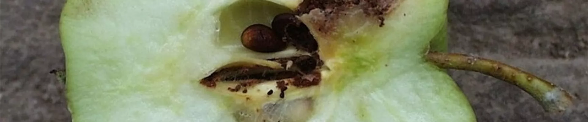 Apfelwickler Fraßschaden an Frucht