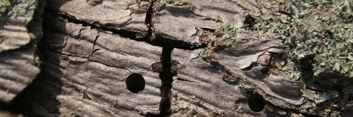 Birnenprachtkäfer Rindenschaden
