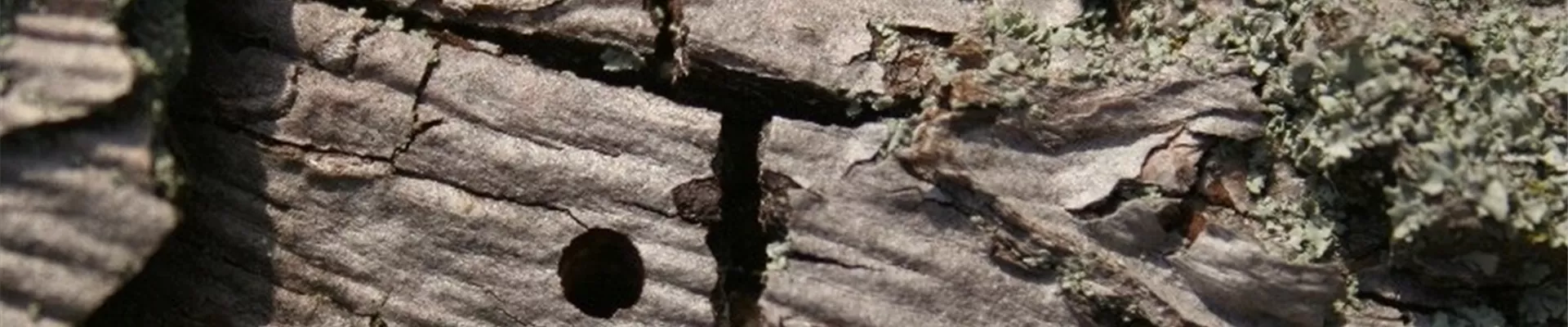 Birnenprachtkäfer Rindenschaden