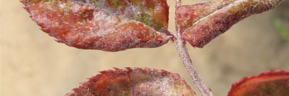 Echter Mehltau an Rose