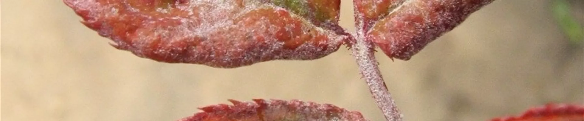 Echter Mehltau an Rose