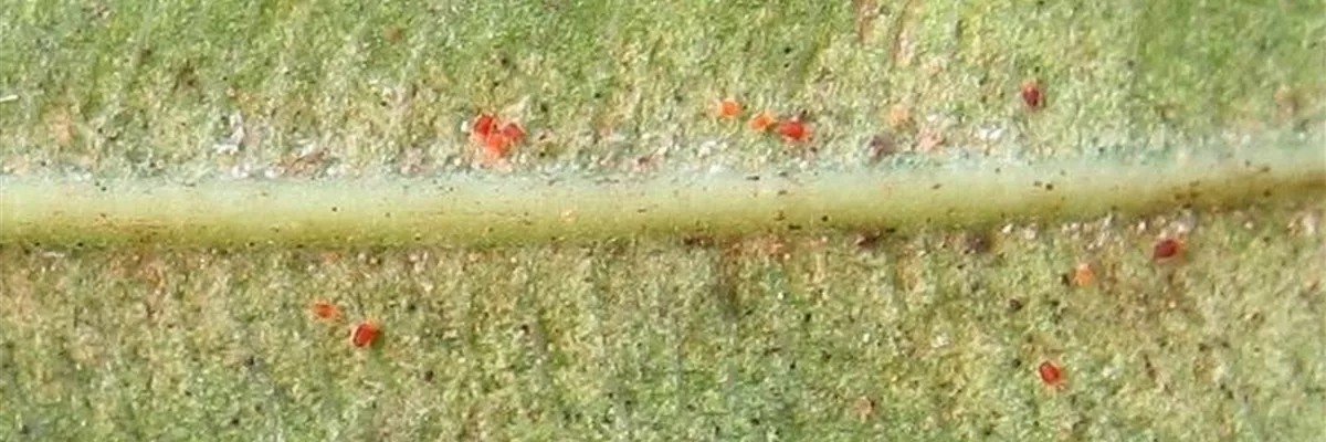 Spinnmilben an Oleander