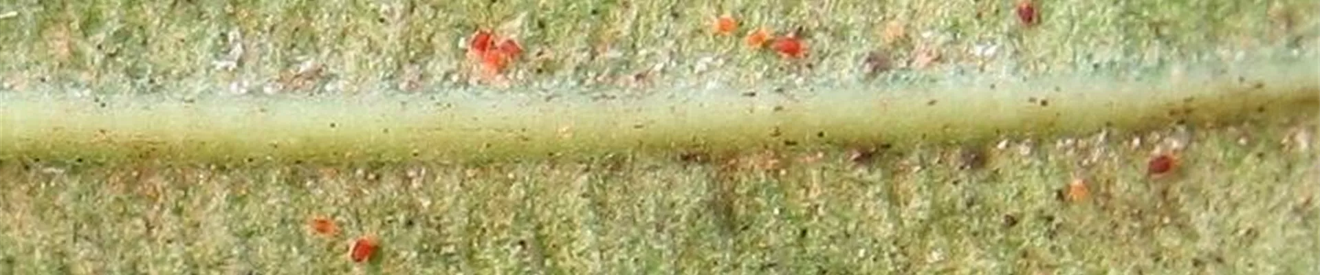Spinnmilben an Oleander