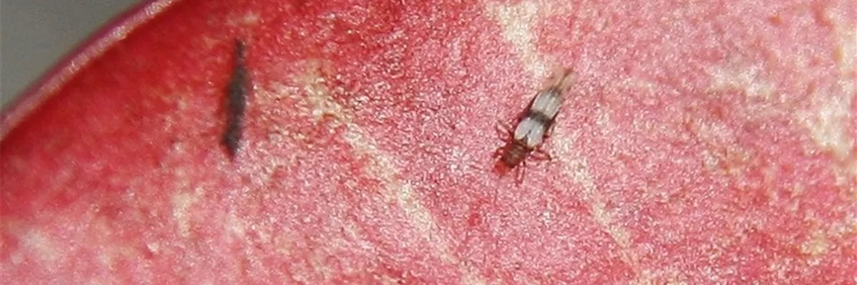 Thrips an Drachenbaum