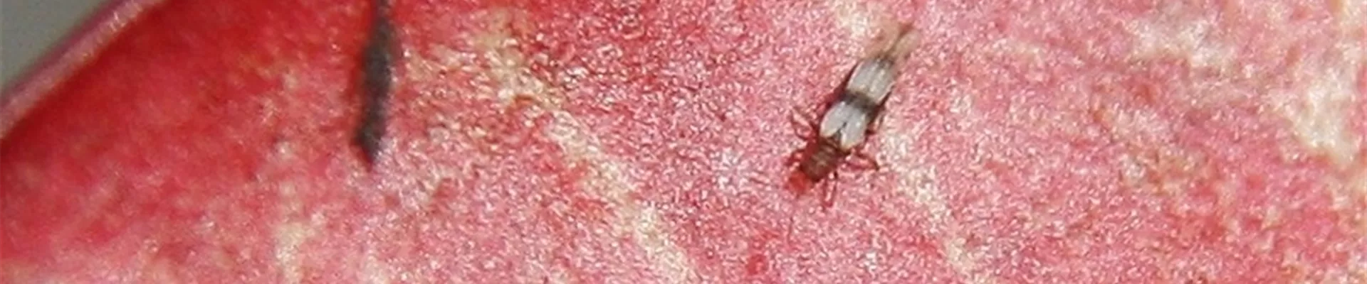 Thrips an Drachenbaum