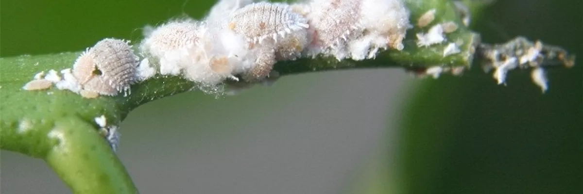 Wollläuse