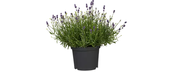 SONNENGARTEN! 