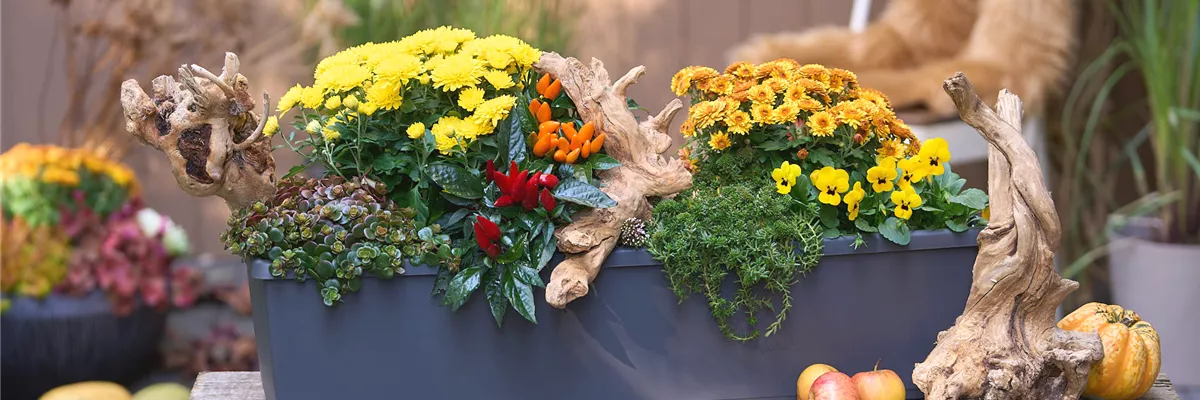 DER HERBST IM KASTEN!