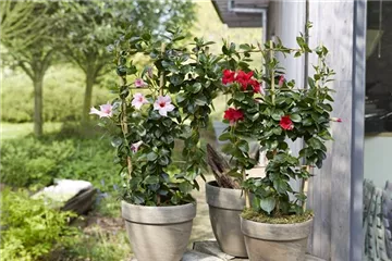 PFLANZE DES MONATS APRIL: DIPLADENIE