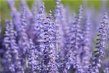 PFLANZE DES MONATS JULI: BLAURAUTE
