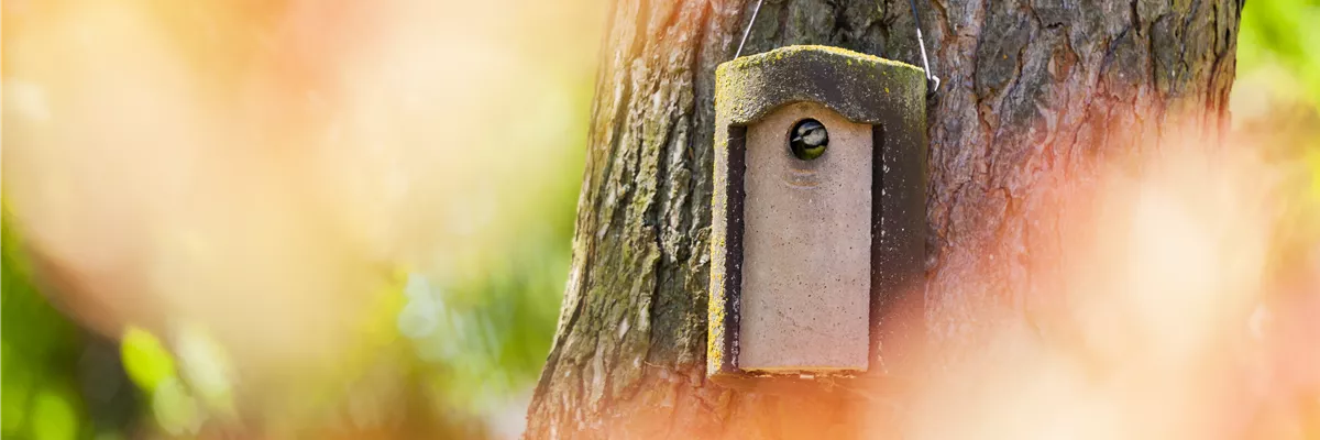 Blaumeise im Vogelhaus