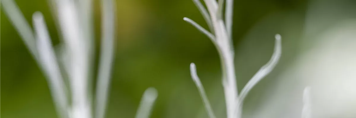Helichrysum italicum 'Tall'