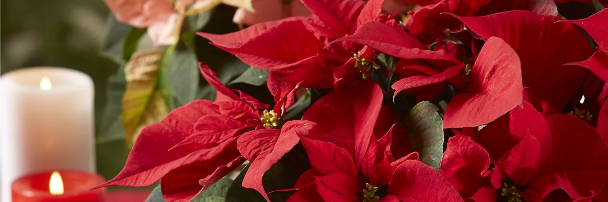 BLüHENDE GESCHENKIDEEN!