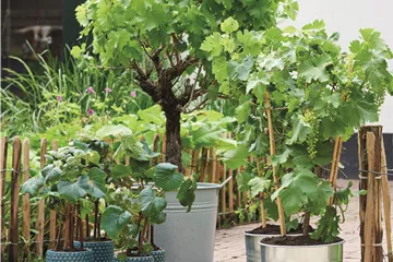 MEDITERRANE KüBELPFLANZEN! 