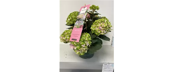 PFLANZE DES MONATS MÄRZ: ZIMMER-HORTENSIE