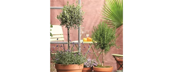 MEDITERRANER FLAIR! 