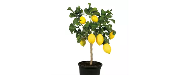 MEDITERRANER FLAIR! 