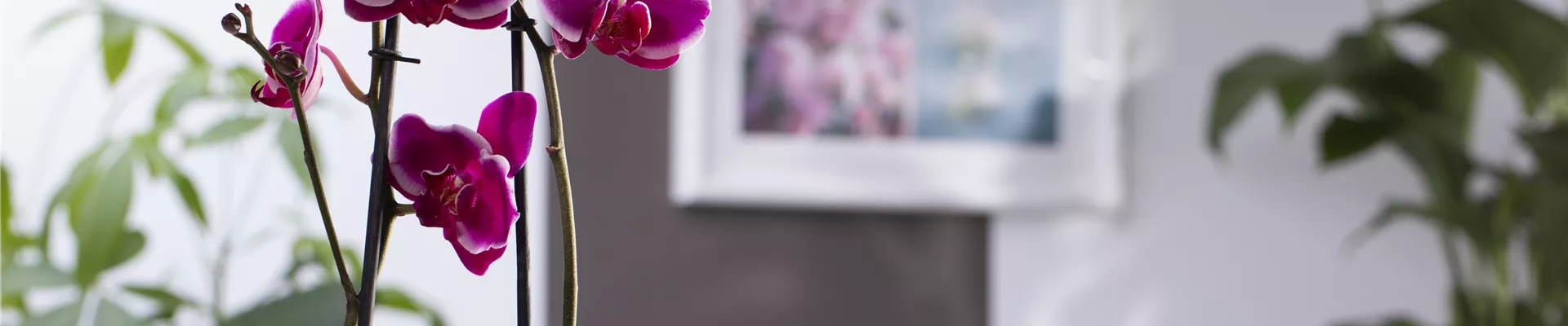 Phalaenopsis 'Pretoria'