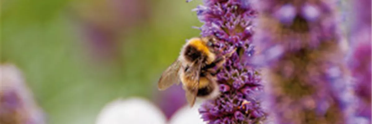 DAS GROSSE KRABBELN! 