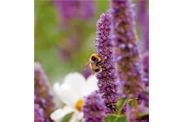 DAS GROSSE KRABBELN! 