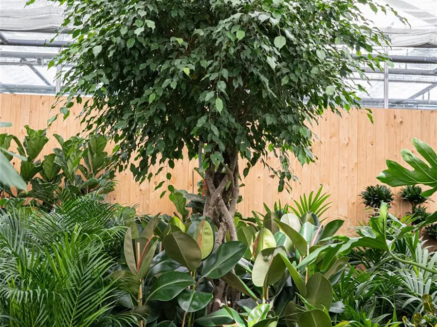 bio luzerne saatgut kaufen Bio-Alfalfa Luzerne Sprossen kaufen