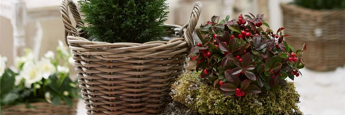 IMMERGRüNE OUTDOORSTARS