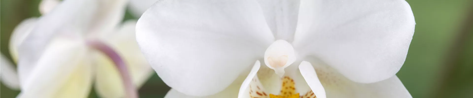 Phalaenopsis 'Wild Orchid'