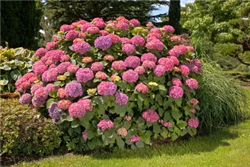Bauernhortensie