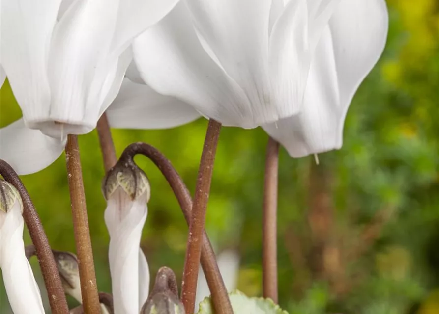 Cyclamen persicum, weiß