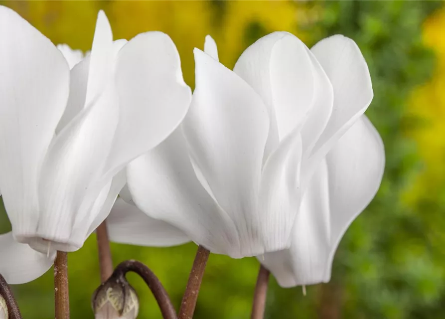 Cyclamen persicum, weiß