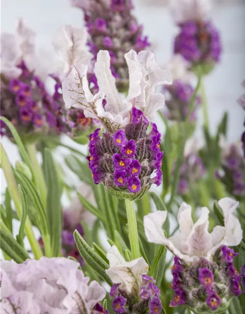 Lavandula stoechas, rosa