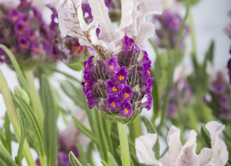 Lavandula stoechas, rosa