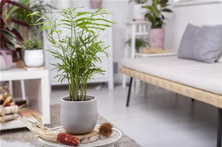 ZIMMERPFLANZENPFLEGE IM URLAUB?