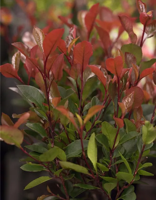 Photinia fraseri