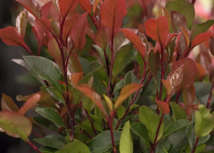 Photinia fraseri