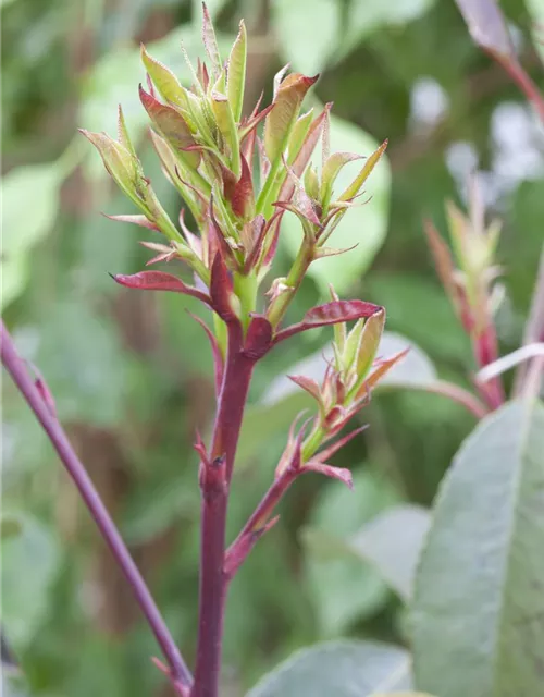 Photinia fraseri